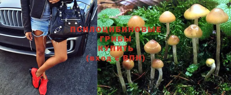 как найти   Рыбинск  Галлюциногенные грибы MAGIC MUSHROOMS 